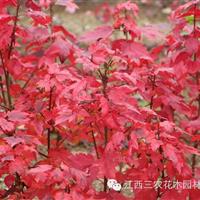 夕阳红枫-冬季美国红枫栽植方案 红枫小苗价格 红枫观光园 