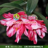 江西三农-园林园艺界珍品-孔雀椿茶花 出售孔雀椿茶花小苗