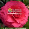 江西三农-园林园艺界珍品-贝拉大玫瑰茶花 出售贝拉大玫瑰茶花