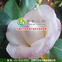 江西三农-园林园艺界珍品-烈香茶花 供应烈香茶花小苗