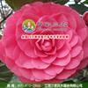 江西三农-园林园艺界珍品-六角大红茶花 出售六角大红茶花小苗