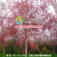 江西三农-优秀的行道树-柳栎 出售柳栎小苗 供应柳栎小苗 