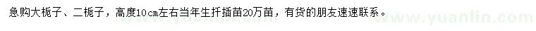 求购高10公分左右大栀子、二栀子