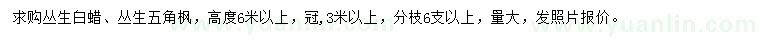 求购高6米以上丛生白蜡、丛生五角枫