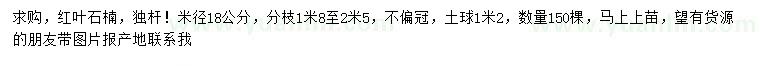 求购米径18公分红叶石楠