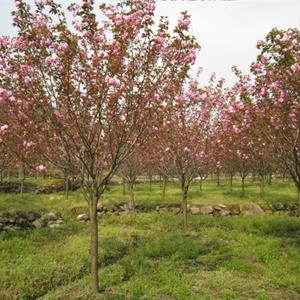 供应樱花 日本樱花 早樱 晚樱