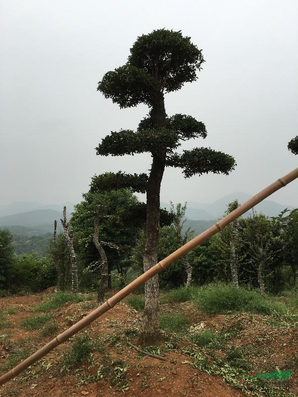 湖北地區供應造型刺冬青對節白蠟三角楓朴樹黃蓮木