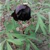 开黑色牡丹花是什么品种