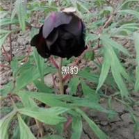 观赏牡丹4年苗能开花吗 哪个品种好