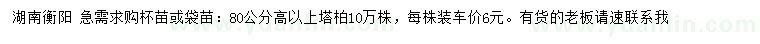 求购高80公分以上塔柏