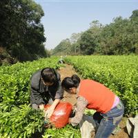 自产自销正宗三湖中药材商州枳壳苗