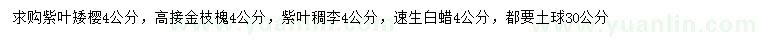 求购紫叶矮樱、高接金枝槐、紫叶稠李等