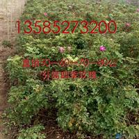 江苏四季玫瑰价格40-50-60-80公分高四季玫瑰工程苗价