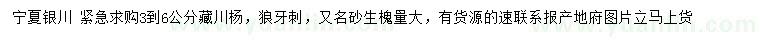 求购3-6公分藏川杨、狼牙刺