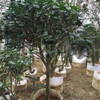 茶花绿化大苗 3到8公分 冠1到1.5米 传统茶花品种。