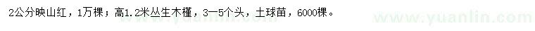 求购2公分映山红、高1.2米丛生木槿