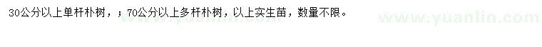 求购30公分以上单杆朴树、70公分以上多杆朴树