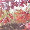 供应  娜塔栎  沼生栎  北美红栎