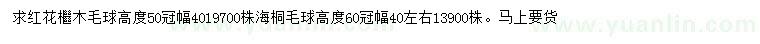 求购高度50公分红花檵木毛球、60公分海桐毛球