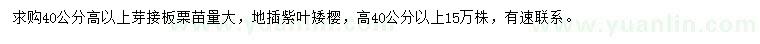 求购高40公分以上芽接板栗苗、地插紫叶矮樱