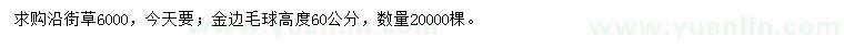 求购沿街草、高度60公分金边毛球