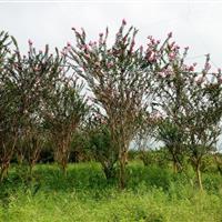 广州从化专业单杆小叶紫薇种植基地