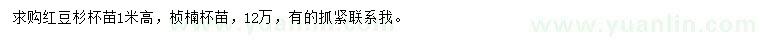 求购高1米红豆杉小苗、桢楠小苗