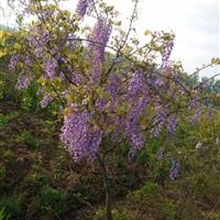 常年出售紫藤、凌霄、金银花等藤本植物