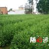 云南省低价批发一米左右红豆杉苗