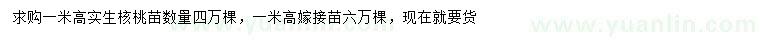 求购高1米实生核桃苗、嫁接核桃苗