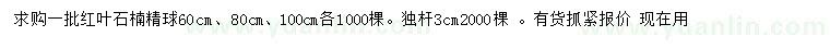 求购60、80、100公分红叶石楠精球