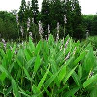 供应花叶芦竹、再力花、水生美人蕉、慈菇