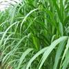 种植专业新型高效经济作物--皇竹草