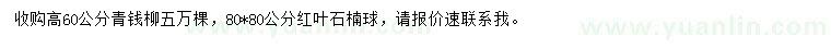 求购高60公分青钱柳、80*80公分红叶石楠球