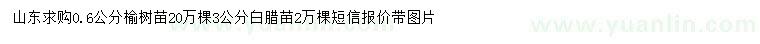 求购0.6公分榆树苗、3公分白腊苗