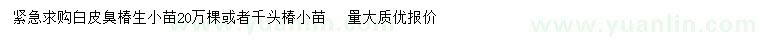 求购一年生白皮臭椿小苗、千头椿小苗