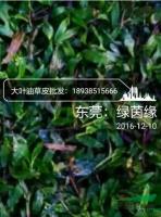 广东草坪草皮供应商【绿茵缘】基地批发马尼拉草皮，大叶油草皮.