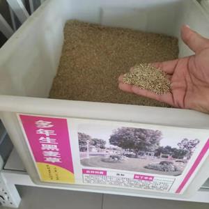 一年生黑麦草种子价格，多年生黑麦草种子批发，种子供应商，