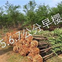 自家苗圃早樱、鸡爪槭出售