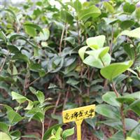 茶花促开花方法 克瑞墨大牡丹茶花价格 山茶花品种