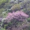 大规格紫荆树20-50公分