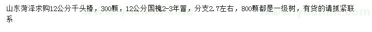 求购12公分千头椿、国槐