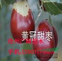 河北皇冠甜枣枣树苗果实*新报价/皇冠甜枣枣树苗果实图片