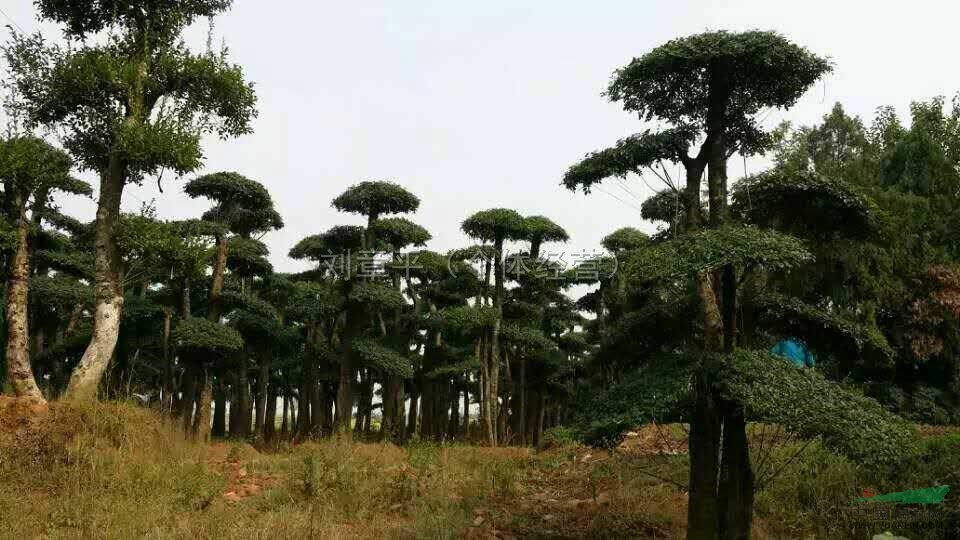 湖北大型造型對節白蠟基地介紹