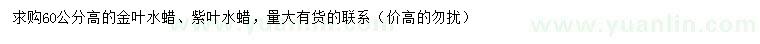 求购高60公分金叶水蜡、紫叶水蜡