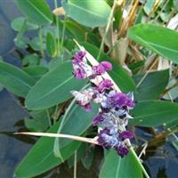 再力花 水生植物 再力花苗  水生再力花  园林绿化小区绿化