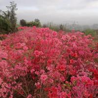 杜鹃映山红苗木江北种植成活率高