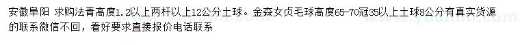 求购高1.2米以上法青、65-70公分金森女贞毛球