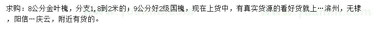 求购8公分金叶槐、9公分国槐