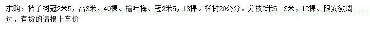 求购桔子树、榆叶梅、榉树